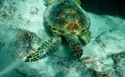 brown and green turtle