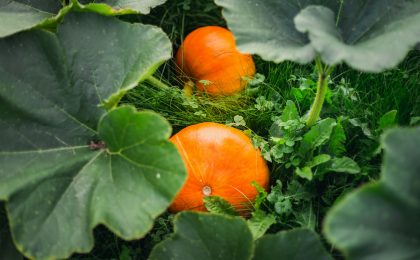 orange tomato on green leaves